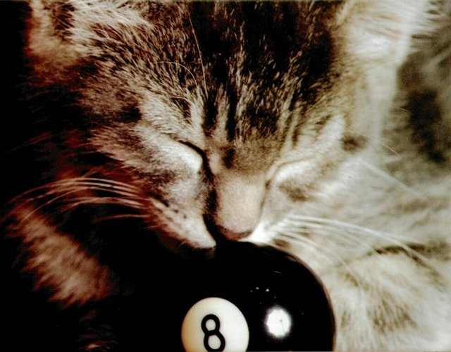 Gatti (301)
